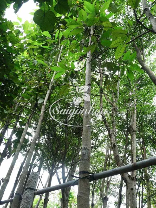 Sản phẩm cay dau rai 1 — Công Ty Cổ Phần Sài Gòn Hoa — MST 0305502861