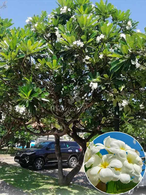 Sản phẩm cay su dai san vuon — Công Ty Cổ Phần Sài Gòn Hoa — MST 0305502861