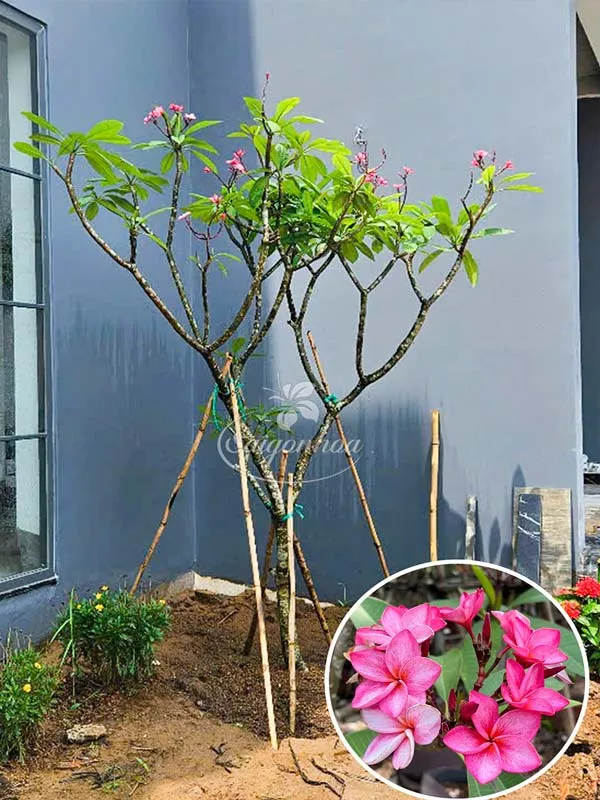 Sản phẩm cay su hong — Công Ty Cổ Phần Sài Gòn Hoa — MST 0305502861