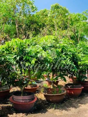 Sản phẩm chau cay nhan san vuon 300x400 — Công Ty Cổ Phần Sài Gòn Hoa — MST 0305502861