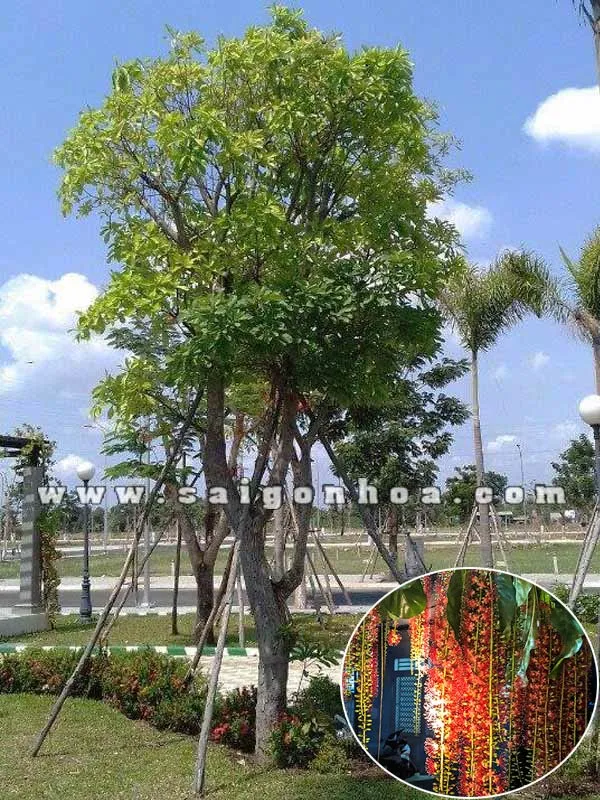 Sản phẩm ban loc vung san vuon — Công Ty Cổ Phần Sài Gòn Hoa — MST 0305502861
