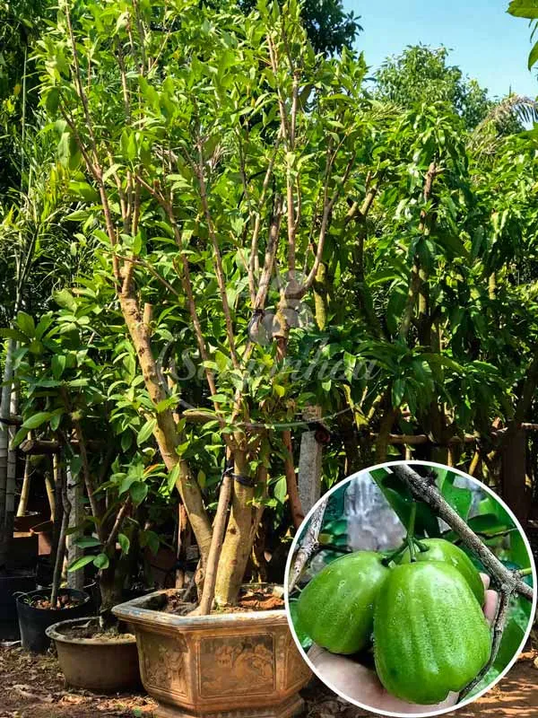 Sản phẩm cay man xanh duong — Công Ty Cổ Phần Sài Gòn Hoa — MST 0305502861