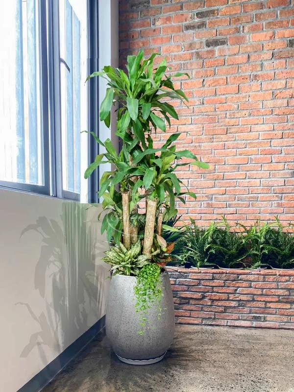 Sản phẩm chau phat tai goc da mai xam — Công Ty Cổ Phần Sài Gòn Hoa — MST 0305502861