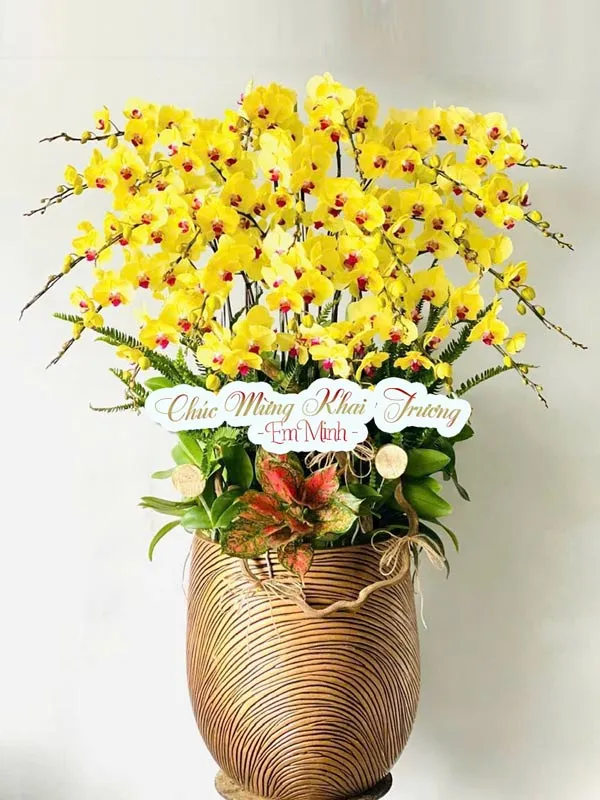 Sản phẩm chau hoa lan khai truong — Công Ty Cổ Phần Sài Gòn Hoa — MST 0305502861
