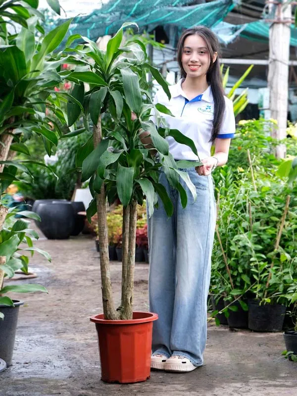 Sản phẩm cay phat tai tam phuc — Công Ty Cổ Phần Sài Gòn Hoa — MST 0305502861