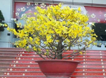 Sản phẩm mai vang 4 7566_345x255 — Công Ty Cổ Phần Phát Triển Vườn Xanh — MST 0305515483