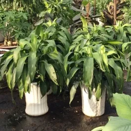 Sản phẩm 24 8400_265x265 — Công Ty Cổ Phần Phát Triển Vườn Xanh — MST 0305515483