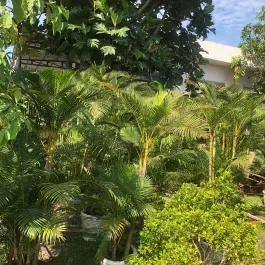 Sản phẩm cay cau vang nhat 1644_265x265 — Công Ty Cổ Phần Phát Triển Vườn Xanh — MST 0305515483