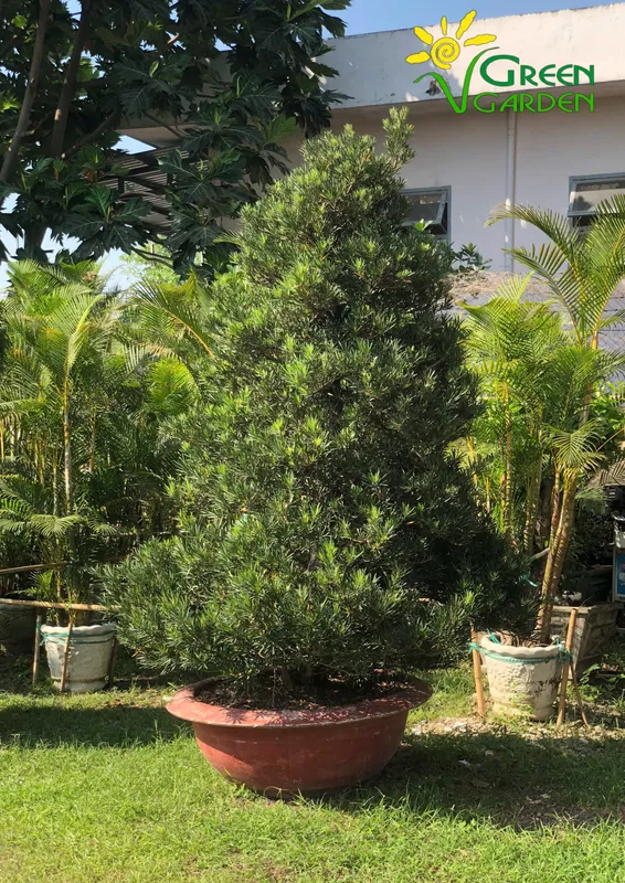 Sản phẩm cay tung la han 3503 — Công Ty Cổ Phần Phát Triển Vườn Xanh — MST 0305515483