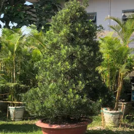 Sản phẩm cay tung la han 5151_265x265 — Công Ty Cổ Phần Phát Triển Vườn Xanh — MST 0305515483