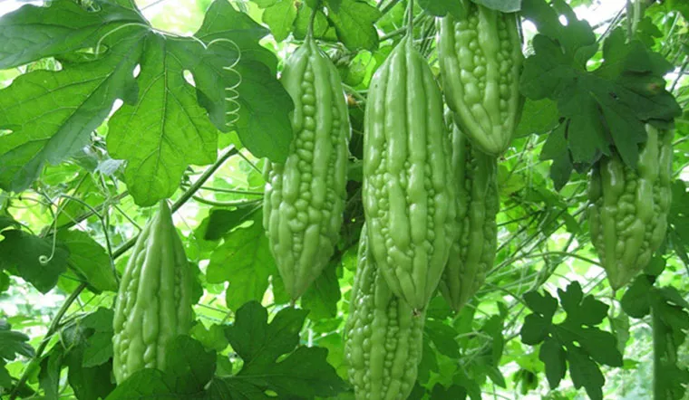 Sản phẩm 7937030296958 — Công Ty TNHH Thực Phẩm Việt Tường — MST 0305660360