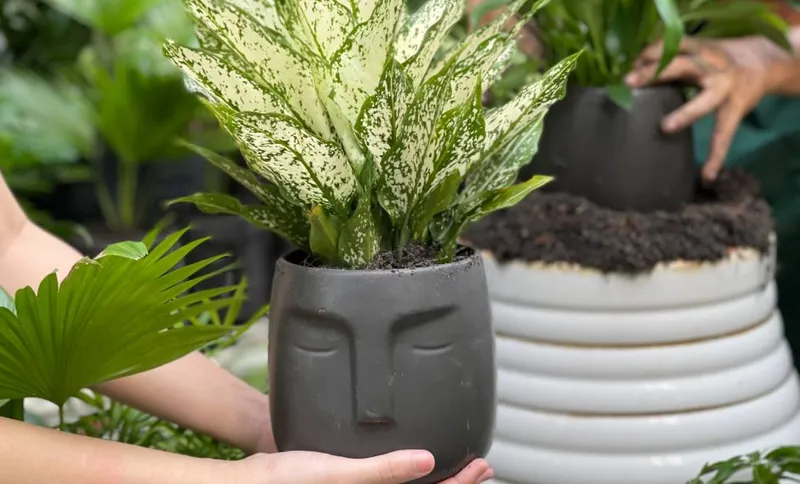 Sản phẩm beegreen trangchu cover cayvanphong — Công Ty Cổ Phần Beegreen — MST 0305736179