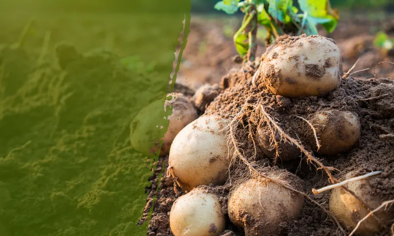 Sản phẩm phan bon la eco aminogro — Phân Bón SenTra - Công Ty TNHH SenTra — MST 0306021913