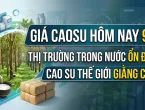 Sản phẩm gia cao su hom nay 0907b 1783561420.jpg — Hóa Chất Công Nghiệp Thiên Vinh - Công Ty TNHH Quốc Tế Thiên Vinh — MST 0306600734
