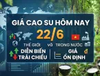 Sản phẩm gia cao su hom nay 2206c 1782092823.jpg — Hóa Chất Công Nghiệp Thiên Vinh - Công Ty TNHH Quốc Tế Thiên Vinh — MST 0306600734