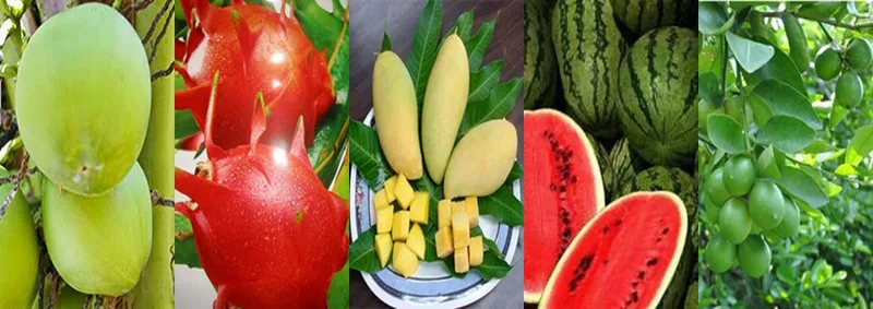 Sản phẩm 0158253995571162 — Công Ty TNHH Sản Xuất Và Chế Biến ớt Phạm Tân — MST 0306654602
