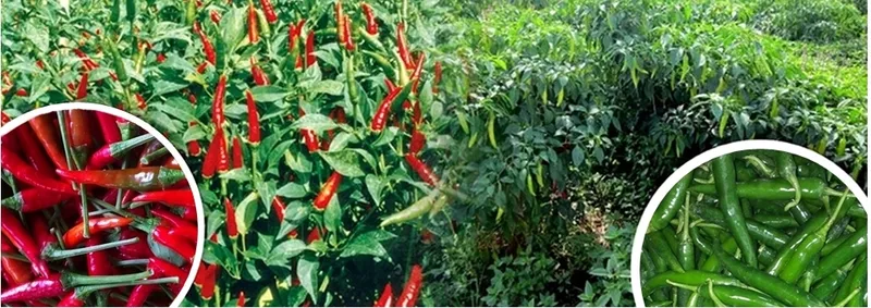 Sản phẩm 655013673568304 — Công Ty TNHH Sản Xuất Và Chế Biến ớt Phạm Tân — MST 0306654602