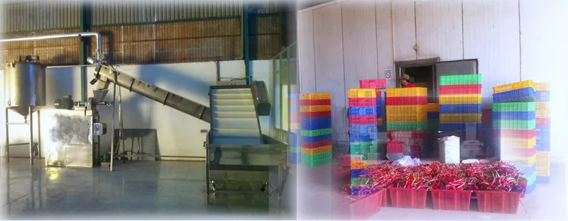 Sản phẩm 966367783525687 — Công Ty TNHH Sản Xuất Và Chế Biến ớt Phạm Tân — MST 0306654602