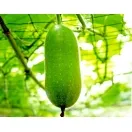 Sản phẩm 189967908260_132x103.224 — Công Ty TNHH Sản Xuất Và Chế Biến ớt Phạm Tân — MST 0306654602