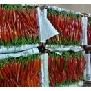 Sản phẩm 524979549193_132x120 — Công Ty TNHH Sản Xuất Và Chế Biến ớt Phạm Tân — MST 0306654602