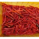 Sản phẩm 695199108402_132x119.931428571 — Công Ty TNHH Sản Xuất Và Chế Biến ớt Phạm Tân — MST 0306654602
