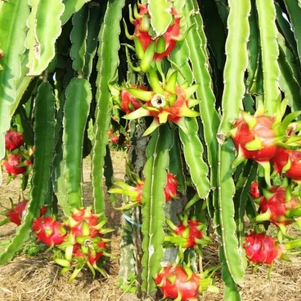 Sản phẩm Dragon fruit suppliers 11 — Công Ty Cổ Phần Cuộc Sống Tốt Lành — MST 0307754159