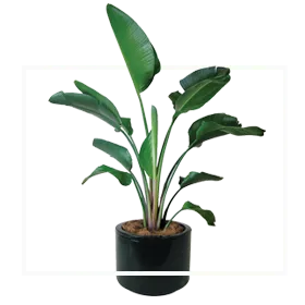 Sản phẩm tai sao chon chung toi 1 — Cây Xanh Thanh Đa - Công Ty TNHH Cây Xanh Thanh Đa — MST 0307868928