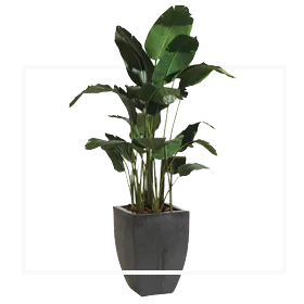 Sản phẩm tai sao chon chung toi 3 — Cây Xanh Thanh Đa - Công Ty TNHH Cây Xanh Thanh Đa — MST 0307868928