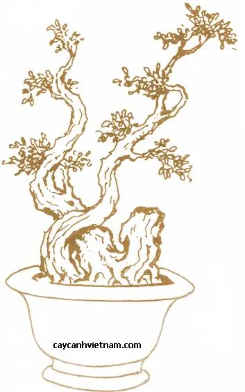Sản phẩm the long dan phuong vu — Công Ty Cổ Phần Thương Mại Dịch Vụ Tư Vấn Cây Cảnh Việt Nam — MST 0308945438