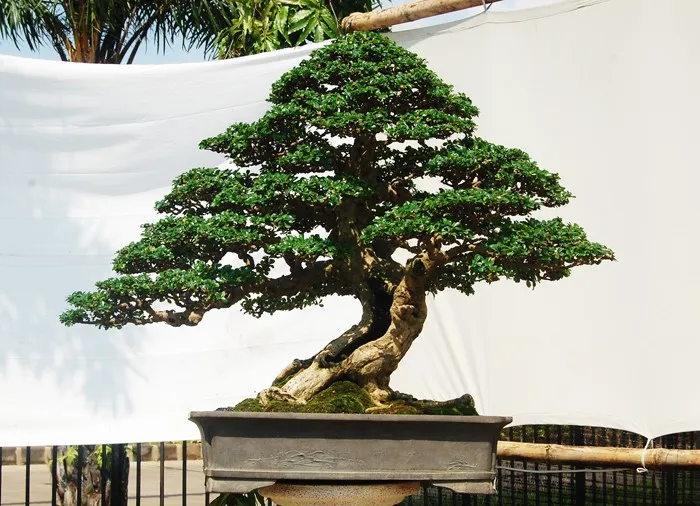 Sản phẩm carmon10 — Công Ty Cổ Phần Thương Mại Dịch Vụ Tư Vấn Cây Cảnh Việt Nam — MST 0308945438