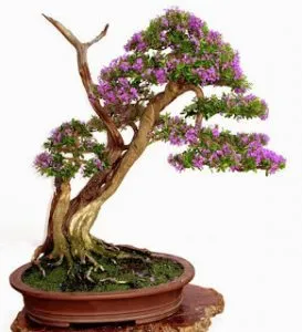 Sản phẩm chamsoccaylinhsam11 273x300 — Công Ty Cổ Phần Thương Mại Dịch Vụ Tư Vấn Cây Cảnh Việt Nam — MST 0308945438