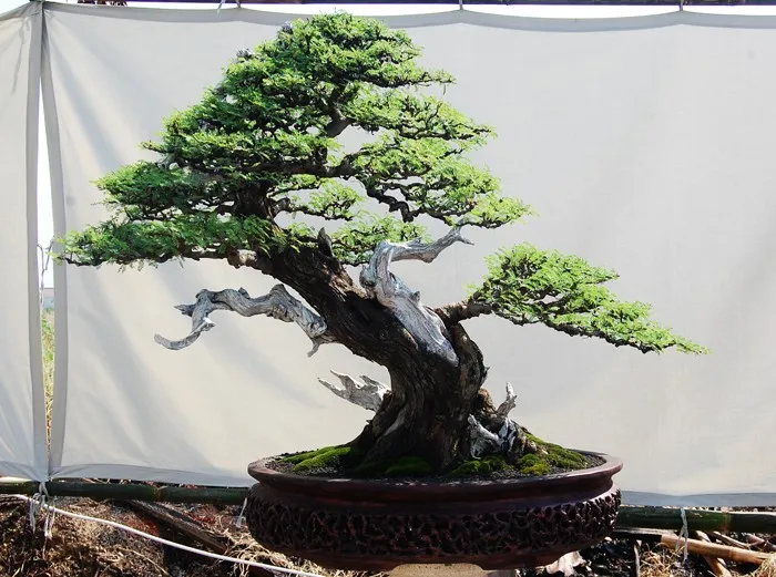 Sản phẩm g_arab10 — Công Ty Cổ Phần Thương Mại Dịch Vụ Tư Vấn Cây Cảnh Việt Nam — MST 0308945438