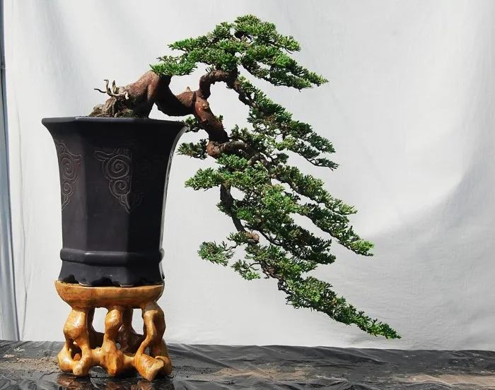Sản phẩm junipe10 — Công Ty Cổ Phần Thương Mại Dịch Vụ Tư Vấn Cây Cảnh Việt Nam — MST 0308945438