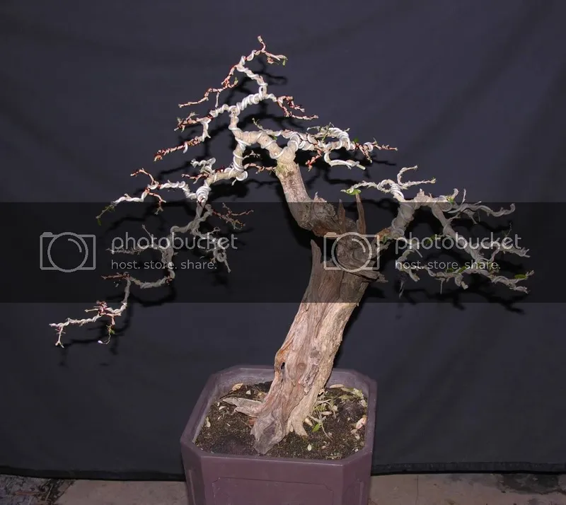 Sản phẩm lstc18 1 — Công Ty Cổ Phần Thương Mại Dịch Vụ Tư Vấn Cây Cảnh Việt Nam — MST 0308945438