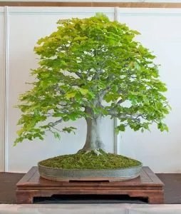 Sản phẩm Fagus Sylvatica soi dẻ 254x300 — Công Ty Cổ Phần Thương Mại Dịch Vụ Tư Vấn Cây Cảnh Việt Nam — MST 0308945438