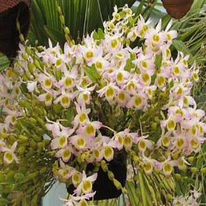 Sản phẩm HOANG THAO CHUOI NGOC — Công Ty Cổ Phần Thương Mại Dịch Vụ Tư Vấn Cây Cảnh Việt Nam — MST 0308945438