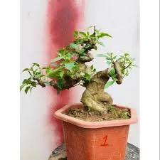Sản phẩm cay sung — Công Ty Cổ Phần Thương Mại Dịch Vụ Tư Vấn Cây Cảnh Việt Nam — MST 0308945438