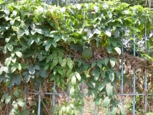 Sản phẩm cay_gac 300x225 — Công Ty Cổ Phần Thương Mại Dịch Vụ Tư Vấn Cây Cảnh Việt Nam — MST 0308945438