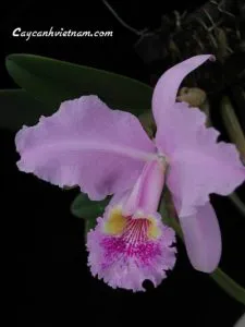 Sản phẩm cay_mo_cattleya1 225x300 — Công Ty Cổ Phần Thương Mại Dịch Vụ Tư Vấn Cây Cảnh Việt Nam — MST 0308945438