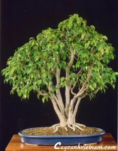 Sản phẩm cay_sung_ru_cay_si — Công Ty Cổ Phần Thương Mại Dịch Vụ Tư Vấn Cây Cảnh Việt Nam — MST 0308945438