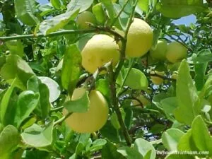 Sản phẩm keylime01buoi 300x225 — Công Ty Cổ Phần Thương Mại Dịch Vụ Tư Vấn Cây Cảnh Việt Nam — MST 0308945438