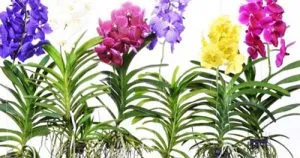 Sản phẩm lan vanda 300x158 — Công Ty Cổ Phần Thương Mại Dịch Vụ Tư Vấn Cây Cảnh Việt Nam — MST 0308945438