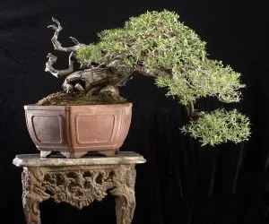 Sản phẩm pemphis 300x250 — Công Ty Cổ Phần Thương Mại Dịch Vụ Tư Vấn Cây Cảnh Việt Nam — MST 0308945438