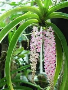 Sản phẩm rhynretusa_aitruca 225x300 — Công Ty Cổ Phần Thương Mại Dịch Vụ Tư Vấn Cây Cảnh Việt Nam — MST 0308945438