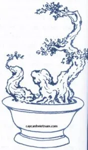 Sản phẩm the long ban ho phuc 177x300 — Công Ty Cổ Phần Thương Mại Dịch Vụ Tư Vấn Cây Cảnh Việt Nam — MST 0308945438