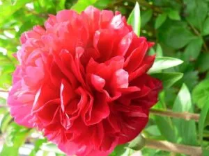 Sản phẩm hoa_mau_don 300x225 — Công Ty Cổ Phần Thương Mại Dịch Vụ Tư Vấn Cây Cảnh Việt Nam — MST 0308945438