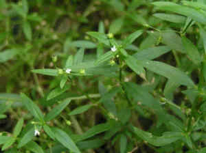 Sản phẩm Cây bạch hoa xà thiệt thảo 300x224 — Công Ty Cổ Phần Thương Mại Dịch Vụ Tư Vấn Cây Cảnh Việt Nam — MST 0308945438