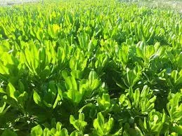 Sản phẩm cay phong ba — Công Ty Cổ Phần Thương Mại Dịch Vụ Tư Vấn Cây Cảnh Việt Nam — MST 0308945438