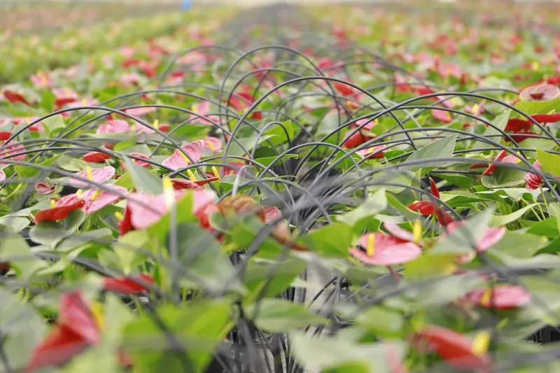 Sản phẩm 2 Vietnam Flower and tomato greenhouse 001 scaled e1732421665913 — Phân Bón Khang Thịnh - Công Ty Cổ Phần Công Nghệ Tưới Khang Thịnh — MST 0309028709
