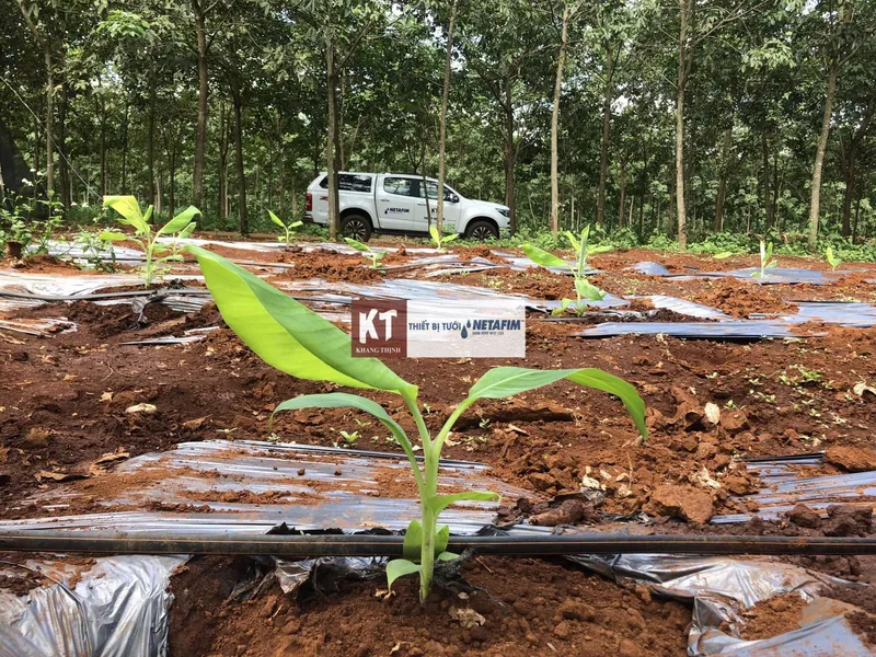 Sản phẩm 280421435_527740938879316_7095836279442284189_n — Phân Bón Khang Thịnh - Công Ty Cổ Phần Công Nghệ Tưới Khang Thịnh — MST 0309028709
